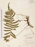 中文名:毛蕨(P002330)學名:Cyclosorus acuminatus (Houtt.) Nakai(P002330)