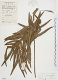 中文名:毛蕨(P004411)學名:Cyclosorus acuminatus (Houtt.) Nakai(P004411)