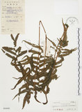 中文名:毛蕨(P004988)學名:Cyclosorus acuminatus (Houtt.) Nakai(P004988)