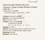 中文名:毛蕨(P005293)學名:Cyclosorus acuminatus (Houtt.) Nakai(P005293)