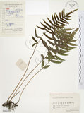 中文名:毛蕨(P006413)學名:Cyclosorus acuminatus (Houtt.) Nakai(P006413)