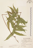 中文名:毛蕨(P006437)學名:Cyclosorus acuminatus (Houtt.) Nakai(P006437)