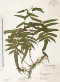 中文名:毛蕨(P006495)學名:Cyclosorus acuminatus (Houtt.) Nakai(P006495)