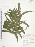 中文名:毛蕨(P006609)學名:Cyclosorus acuminatus (Houtt.) Nakai(P006609)