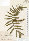 中文名:毛蕨(P007133)學名:Cyclosorus acuminatus (Houtt.) Nakai(P007133)
