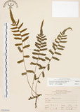 中文名:毛蕨(P008044)學名:Cyclosorus acuminatus (Houtt.) Nakai(P008044)