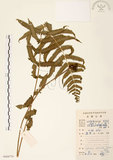 中文名:小毛蕨(P008779)學名:Cyclosorus acuminata (Houtt.) Nakai & H. Ito(P008779)