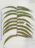 中文名:毛蕨(P008859)學名:Cyclosorus acuminatus (Houtt.) Nakai(P008859)