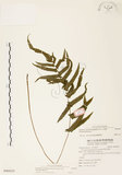 中文名:毛蕨(P009225)學名:Cyclosorus acuminatus (Houtt.) Nakai(P009225)