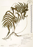 中文名:毛蕨(P009265)學名:Cyclosorus acuminatus (Houtt.) Nakai(P009265)