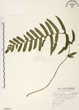 中文名:小毛蕨(P009959)學名:Cyclosorus acuminata (Houtt.) Nakai & H. Ito(P009959)
