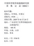 中文名:毛蕨(P010395)學名:Cyclosorus acuminatus (Houtt.) Nakai(P010395)