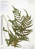 中文名:毛蕨(P010395)學名:Cyclosorus acuminatus (Houtt.) Nakai(P010395)