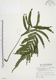 中文名:毛蕨(P010851)學名:Cyclosorus acuminatus (Houtt.) Nakai(P010851)