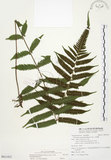 中文名:毛蕨(P011432)學名:Cyclosorus acuminatus (Houtt.) Nakai(P011432)