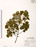 中文名:臺灣三角楓(S072831)學名:Acer buergerianum Miq. var. formosanum (Hayata) Sasaki(S072831)英文名:Taiwan trident maple