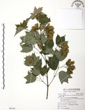 中文名:臺灣三角楓(S091161)學名:Acer buergerianum Miq. var. formosanum (Hayata) Sasaki(S091161)英文名:Taiwan trident maple