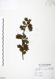 中文名:臺灣三角楓(S109126)學名:Acer buergerianum Miq. var. formosanum (Hayata) Sasaki(S109126)英文名:Taiwan trident maple