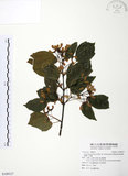 中文名:臺灣三角楓(S109127)學名:Acer buergerianum Miq. var. formosanum (Hayata) Sasaki(S109127)英文名:Taiwan trident maple