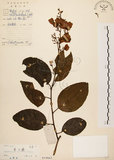 中文名:雷公藤(S019663)學名:Tripterygium wilfordii Hook. f.(S019663)英文名:Wilford three-wing-nut