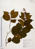中文名:雷公藤(S054901)學名:Tripterygium wilfordii Hook. f.(S054901)英文名:Wilford three-wing-nut