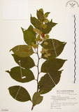 中文名:雷公藤(S074990)學名:Tripterygium wilfordii Hook. f.(S074990)英文名:Wilford three-wing-nut