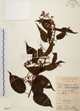 中文名:雷公藤(S084317)學名:Tripterygium wilfordii Hook. f.(S084317)英文名:Wilford three-wing-nut