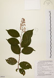 中文名:雷公藤(S090696)學名:Tripterygium wilfordii Hook. f.(S090696)英文名:Wilford three-wing-nut