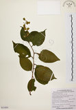 中文名:雷公藤(S114291)學名:Tripterygium wilfordii Hook. f.(S114291)英文名:Wilford three-wing-nut