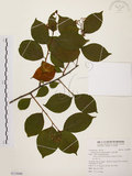 中文名:雷公藤(S119498)學名:Tripterygium wilfordii Hook. f.(S119498)英文名:Wilford three-wing-nut