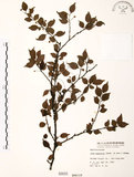中文名:燈稱花(S000031)學名:Ilex asprella (Hook. & Arn.) Champ.(S000031)中文別名:烏雞骨英文名:Rough-leaved holly