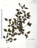 中文名:燈稱花(S002199)學名:Ilex asprella (Hook. & Arn.) Champ.(S002199)中文別名:烏雞骨英文名:Rough-leaved holly