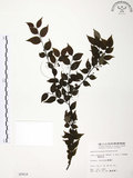 中文名:燈稱花(S005816)學名:Ilex asprella (Hook. & Arn.) Champ.(S005816)中文別名:烏雞骨英文名:Rough-leaved holly