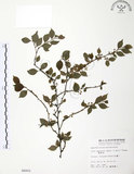 中文名:燈稱花(S006002)學名:Ilex asprella (Hook. & Arn.) Champ.(S006002)中文別名:烏雞骨英文名:Rough-leaved holly