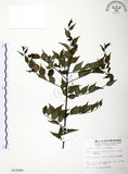 中文名:燈稱花(S010989)學名:Ilex asprella (Hook. & Arn.) Champ.(S010989)中文別名:烏雞骨英文名:Rough-leaved holly