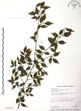 中文名:燈稱花(S012773)學名:Ilex asprella (Hook. & Arn.) Champ.(S012773)中文別名:烏雞骨英文名:Rough-leaved holly