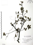 中文名:燈稱花(S018096)學名:Ilex asprella (Hook. & Arn.) Champ.(S018096)中文別名:烏雞骨英文名:Rough-leaved holly