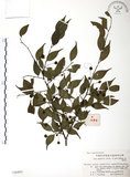 中文名:燈稱花(S020495)學名:Ilex asprella (Hook. & Arn.) Champ.(S020495)中文別名:烏雞骨英文名:Rough-leaved holly