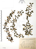 中文名:燈稱花(S075880)學名:Ilex asprella (Hook. & Arn.) Champ.(S075880)中文別名:烏雞骨英文名:Rough-leaved holly