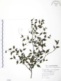 中文名:燈稱花(S079497)學名:Ilex asprella (Hook. & Arn.) Champ.(S079497)中文別名:烏雞骨英文名:Rough-leaved holly