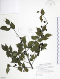 中文名:燈稱花(S081824)學名:Ilex asprella (Hook. & Arn.) Champ.(S081824)中文別名:烏雞骨英文名:Rough-leaved holly