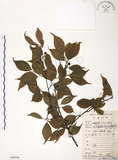 中文名:燈稱花(S084346)學名:Ilex asprella (Hook. & Arn.) Champ.(S084346)中文別名:烏雞骨英文名:Rough-leaved holly