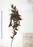 中文名:燈稱花(S084803)學名:Ilex asprella (Hook. & Arn.) Champ.(S084803)中文別名:烏雞骨英文名:Rough-leaved holly