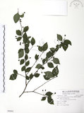 中文名:燈稱花(S090802)學名:Ilex asprella (Hook. & Arn.) Champ.(S090802)中文別名:烏雞骨英文名:Rough-leaved holly