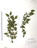 中文名:燈稱花(S094550)學名:Ilex asprella (Hook. & Arn.) Champ.(S094550)中文別名:烏雞骨英文名:Rough-leaved holly