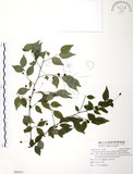 中文名:燈稱花(S094551)學名:Ilex asprella (Hook. & Arn.) Champ.(S094551)中文別名:烏雞骨英文名:Rough-leaved holly