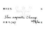 中文名:燈稱花(S102297)學名:Ilex asprella (Hook. & Arn.) Champ.(S102297)中文別名:烏雞骨英文名:Rough-leaved holly