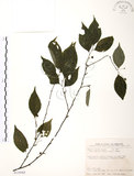 中文名:燈稱花(S110365)學名:Ilex asprella (Hook. & Arn.) Champ.(S110365)中文別名:烏雞骨英文名:Rough-leaved holly