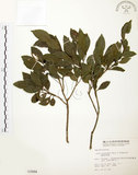 中文名:烏來冬青(S003084)學名:Ilex uraiensis Mori & Yamamoto(S003084)英文名:Urai holly