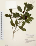 中文名:烏來冬青(S016786)學名:Ilex uraiensis Mori & Yamamoto(S016786)英文名:Urai holly